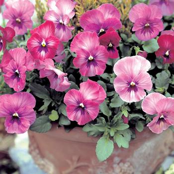 Viola x wittrockiana Nature™ 'Rose Pink'