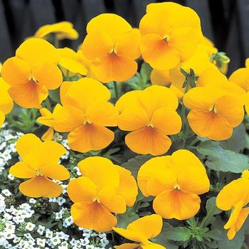 Viola x wittrockiana 'Yellow' 