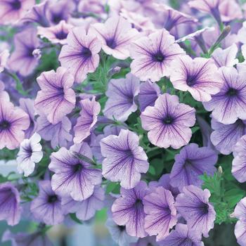 Petunia Opera Supreme™ Lilac ice