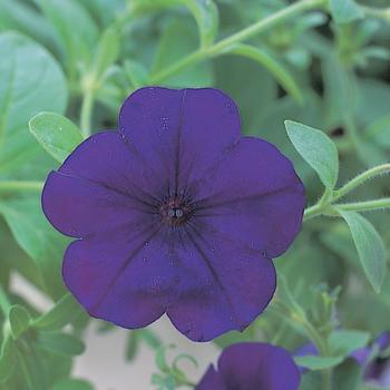 Petunia Opera Supreme™ Blue