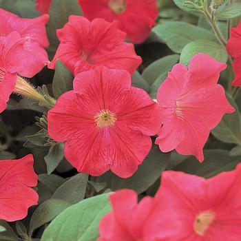 Petunia Opera Supreme™ Coral