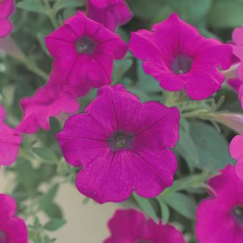 Petunia Opera Supreme™ Purple