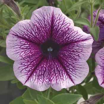 Petunia Opera Supreme™ Purple Vein