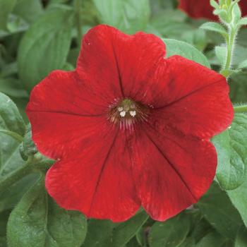 Petunia Opera Supreme™ Red