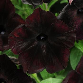 Petunia 'Black Cherry' 