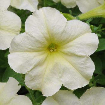 Petunia 'Lime Green' 