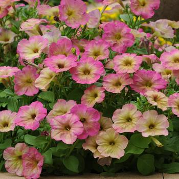 Petunia 'Dusty Rose' 