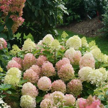 Hydrangea paniculata 'Fire Light Tidbit®'