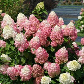 Hydrangea paniculata 'Quick Fire Fab®'