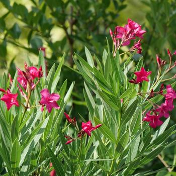 Nerium oleander 'ATXNOKHP' PP32313