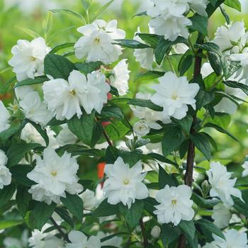 Philadelphus coronarius 'SMNPBV' 