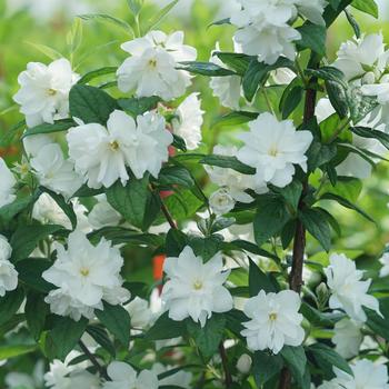 Philadelphus coronarius 'SMNPBV' 