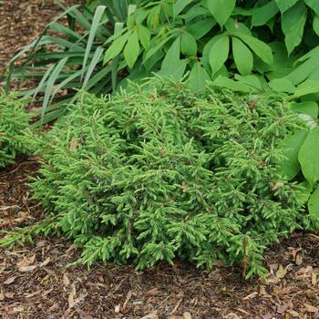 Juniperus communis 'SMNJCB' 