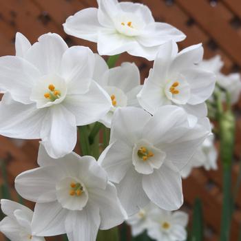Narcissus papyraceus 'Ziva' 