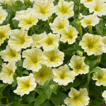 Petunia Surfinia® Trailing '' (166654)