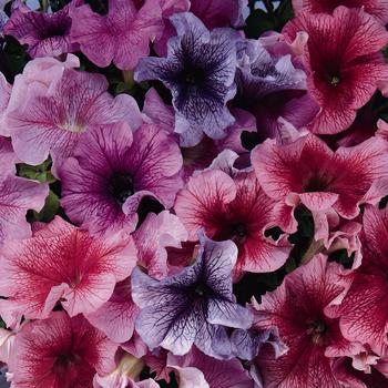 Petunia 'Daddy Mix' 