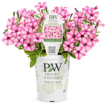 Petunia 'Mini Vista™ Pink Star' 