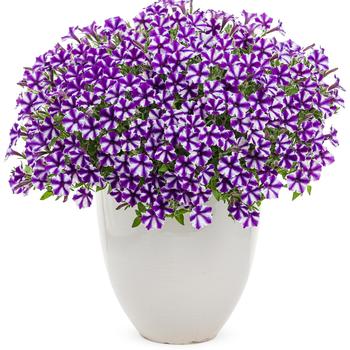 Petunia 'Violet Star' 
