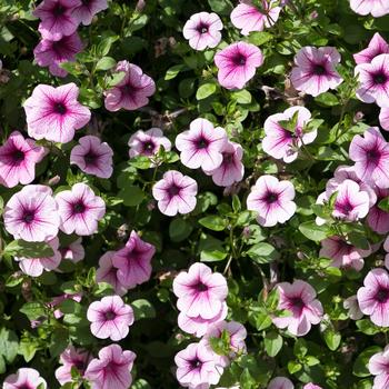 Petunia 'Rose Veined' 