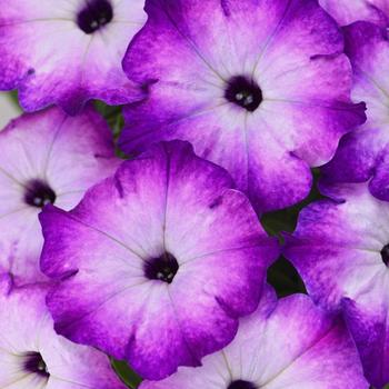 Petunia 'Purple Storm' 