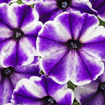 Petunia 'Blue Ice' 