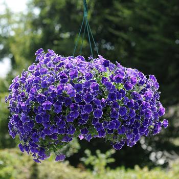 Petunia 'Rhythm & Blues' 