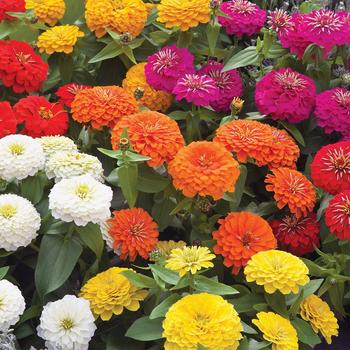 Zinnia 'Preciosa Mix'