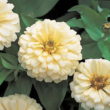 Zinnia elegans Dreamland™ Ivory