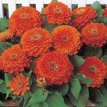 Zinnia elegans Dreamland™ Coral