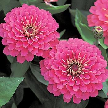 Zinnia elegans Dreamland™ Pink