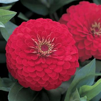 Zinnia elegans Dreamland™ Red