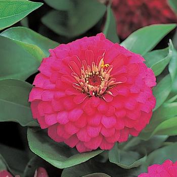 Zinnia elegans