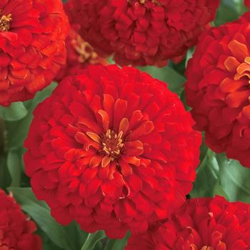 Zinnia elegans Dreamland™ Scarlet