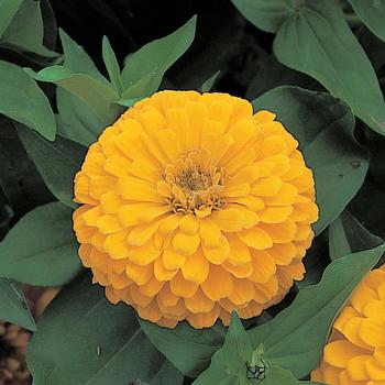 Zinnia elegans