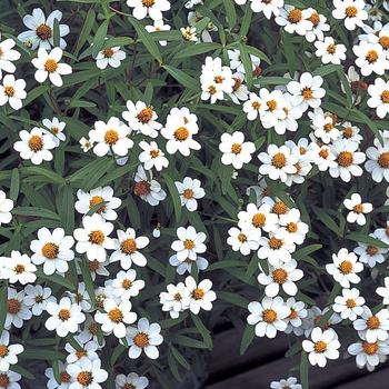 Zinnia angustifolia (linearis) Crystal 'White'