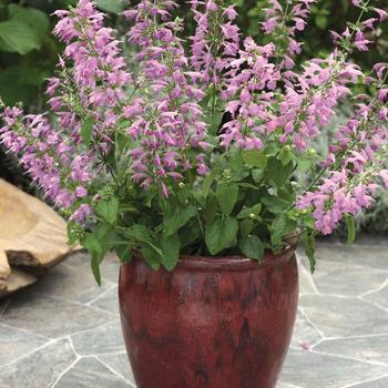 Salvia coccinea Summer Jewel™ Lavender