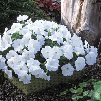 Petunia Trilogy™ White