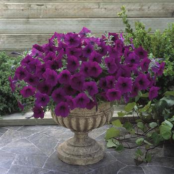 Petunia 'Purple' 