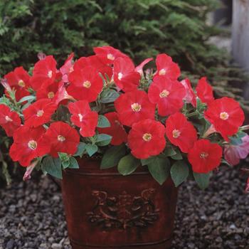 Petunia Trilogy™ Scarlet