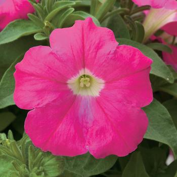 Petunia Trilogy™ Rose