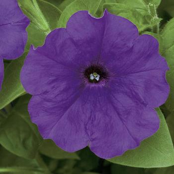 Petunia Trilogy™ Blue