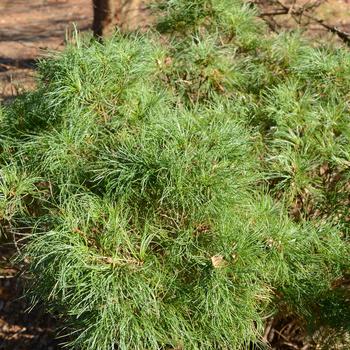 Pinus strobus 'Squiggles' 