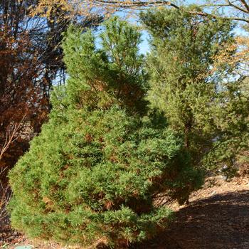 Pinus strobus 'Wiggles' 