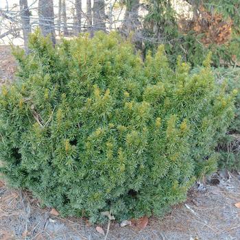 Taxus cuspidata 'Dwarf Bright Gold'