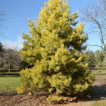 Pinus sylvestris 'Gold Coin'