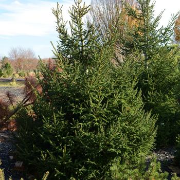 Picea orientalis 'Atrovirens' 