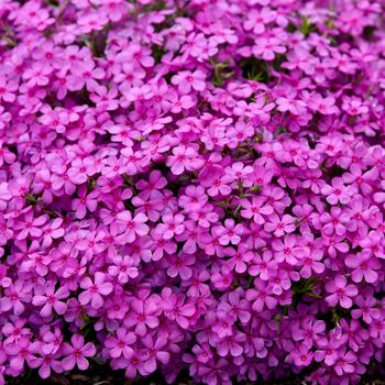 Phlox 'Ruby Riot' 