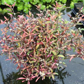 Alternanthera 'Krinkle Red' 