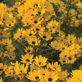 Helianthus salicifolius 'Table Mountain' 