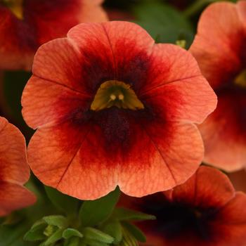 Calibrachoa 'Lava+Red Eye' 